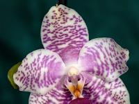Phalaenopsis violett gesprenkelt
